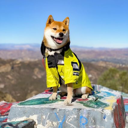 Yello Raincoat
