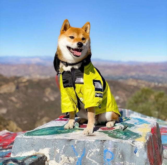 Yello Raincoat