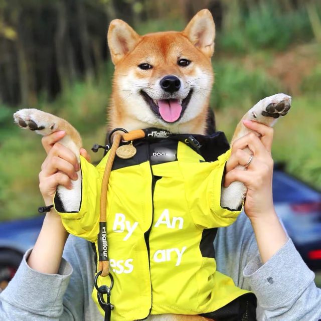 Pet Raining Jacket - Image 6