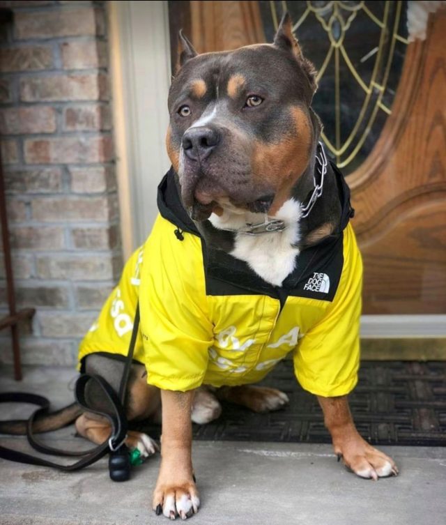 Pet Raining Jacket - Image 2